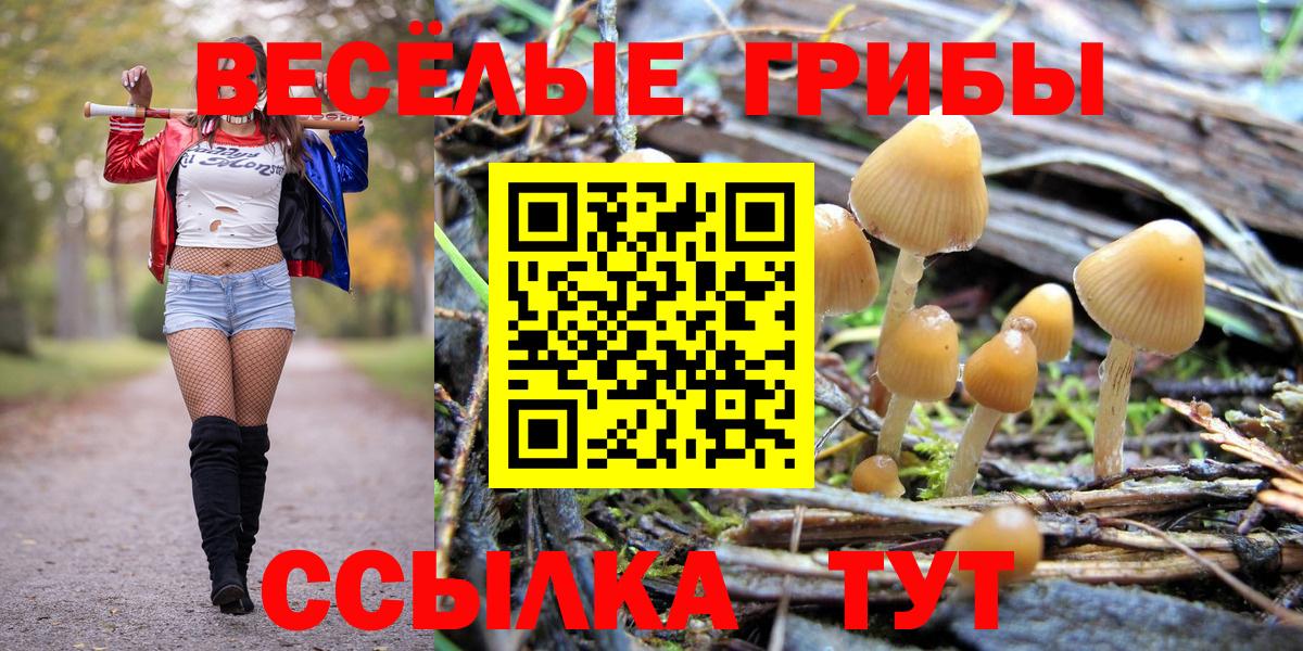 Псилоцибиновые грибы Psilocybe Пугачёв