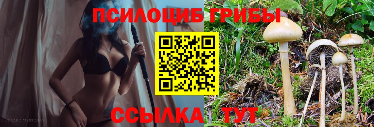 Галлюциногенные грибы Psilocybine cubensis  Вход с VPN  Пугачёв 